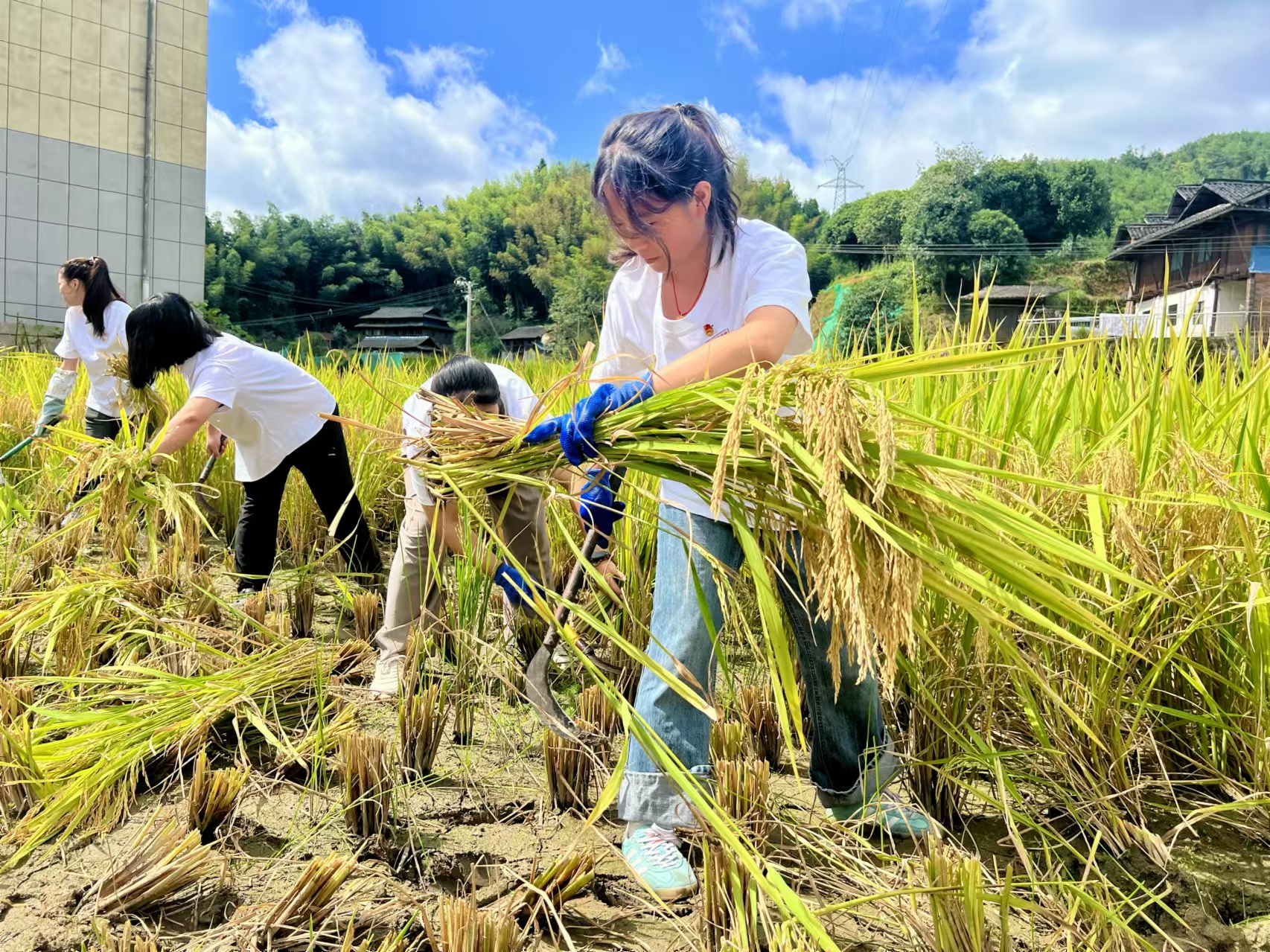 团队成员手持镰刀收割稻谷